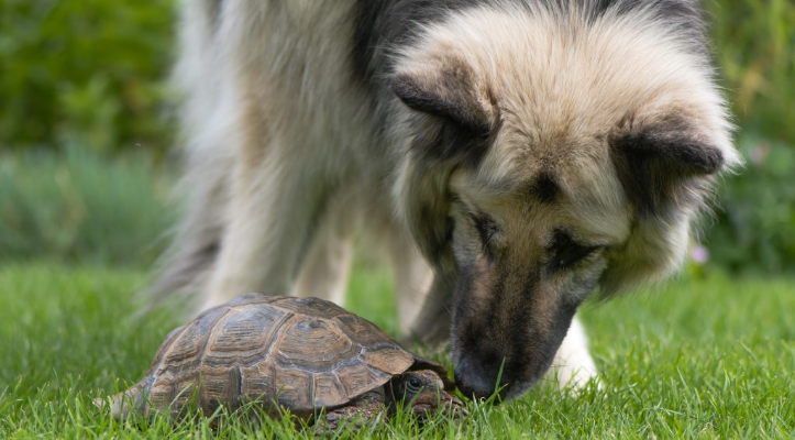 El porqué de nuestro logo