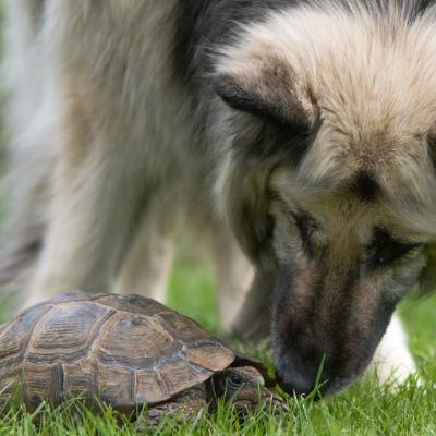 El porqué de nuestro logo